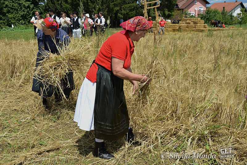 Kulturno-turistička manifestacija "Mamičina žetva" /  KUD Seljačka sloga iz Nedelišća