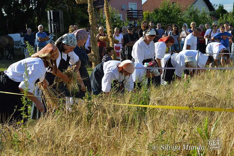 Kulturno-turistička manifestacija "Mamičina žetva" / natjecanje u žetvi