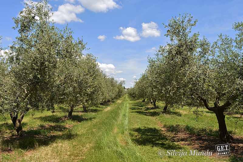 maslinik / Agroprodukt - Medea, Salvela