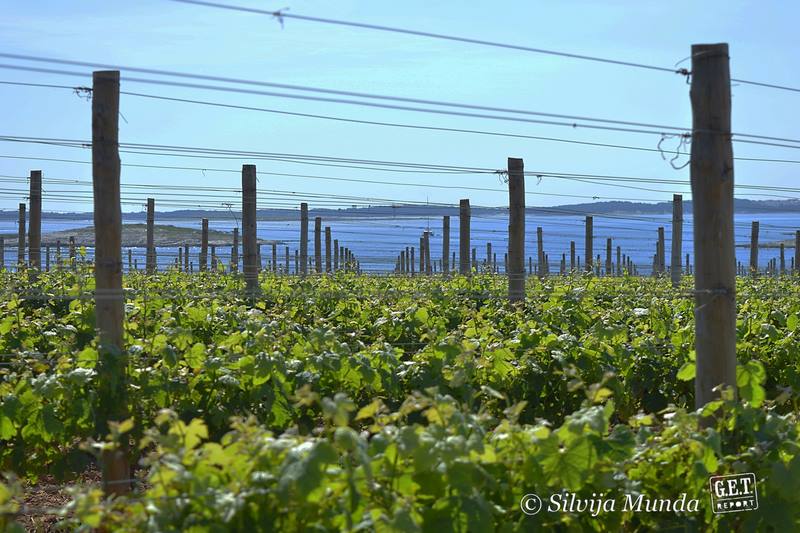 Vinograd na položaju Punta Grkola,  iz kojeg dolazi merlot Punta Greca (foto: Silvija Munda)