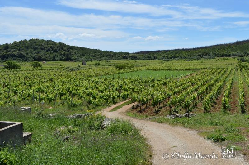 vinogradi pošipa