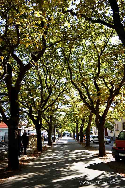 Zlinje, najpoznatija ulica u Blatu, s poznatim drvoredom koji je dug 1 km i drugi je najduži drvored lipa u Europi
