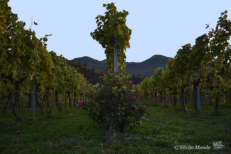 Carski vinograd, žilavka