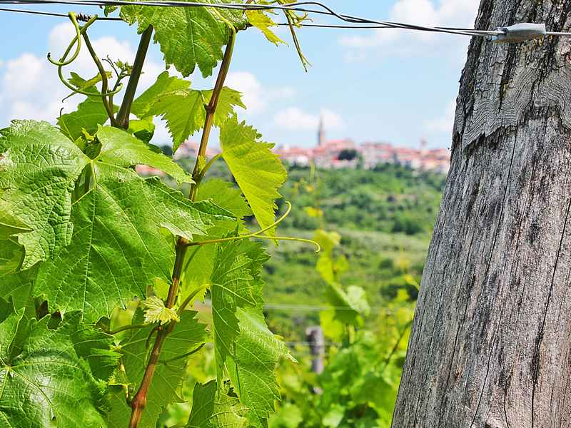 Istria Wine & Walk