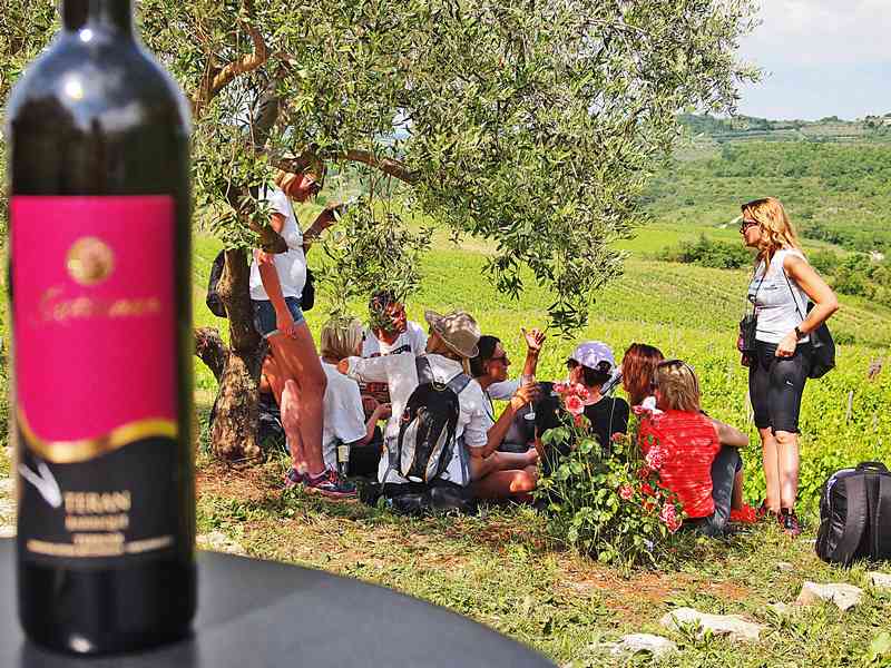 Istria Wine & Walk