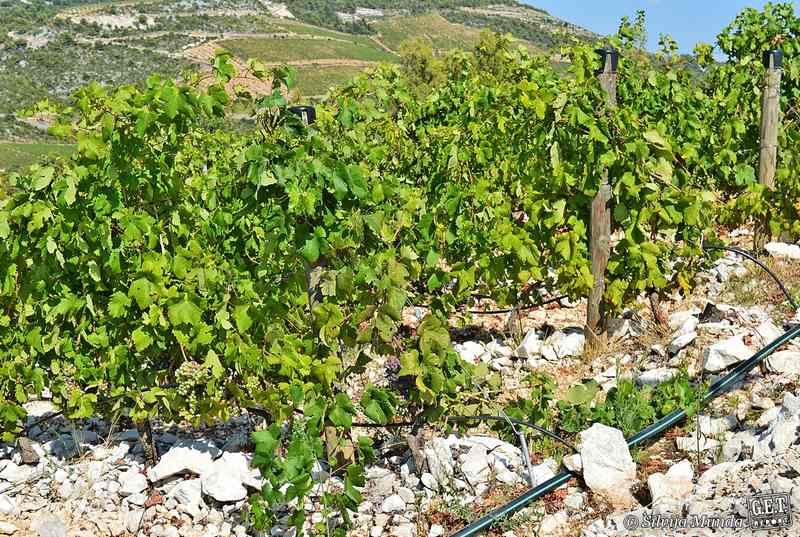 vinogradi vinarije Terra Madre