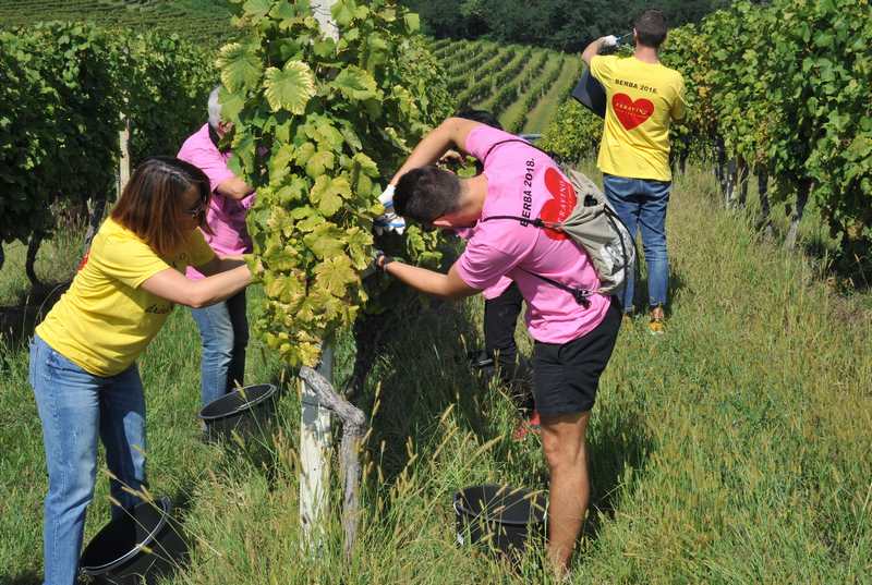 Berba u Feričancima