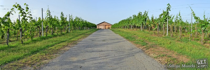 Vinarija Kusić, Zmajevac