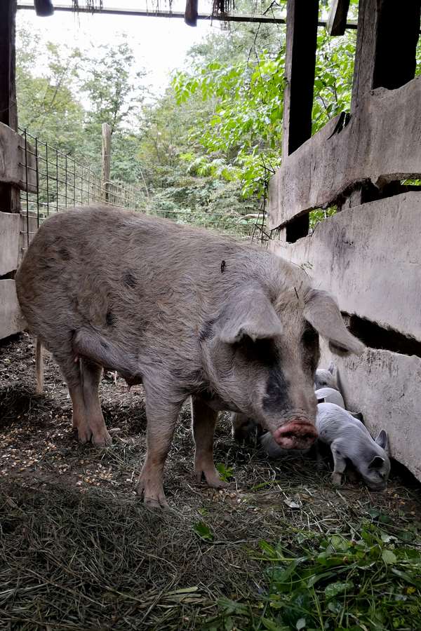 turopoljska svinja 02 (foto POT)