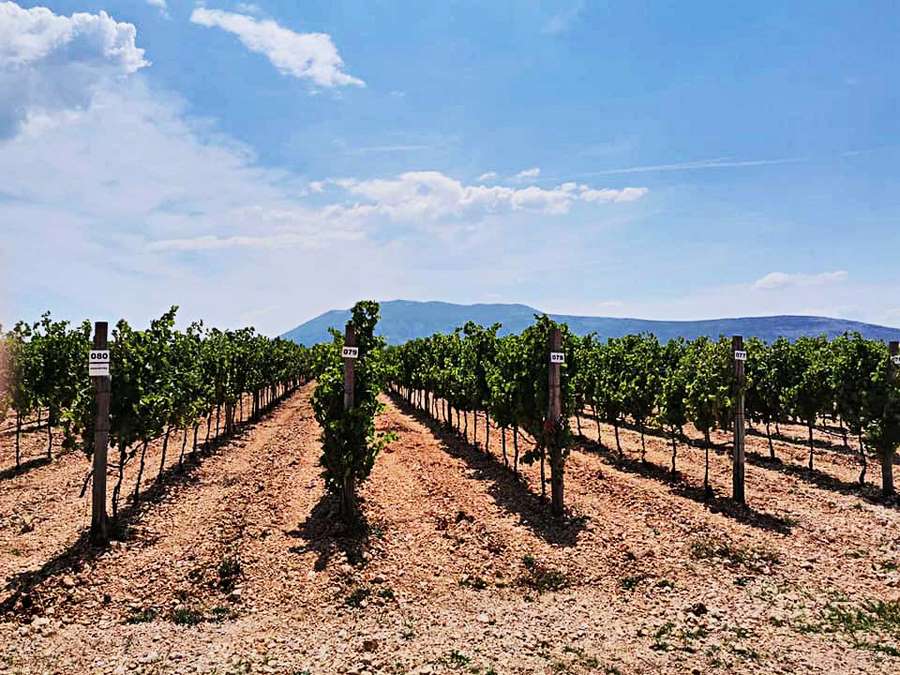 Vinski rajski vrt vinarije Burnum 