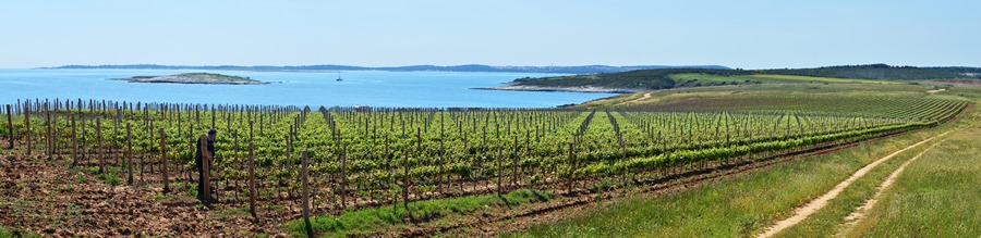 Punta Greca vinograd (foto: Silvija Munda)