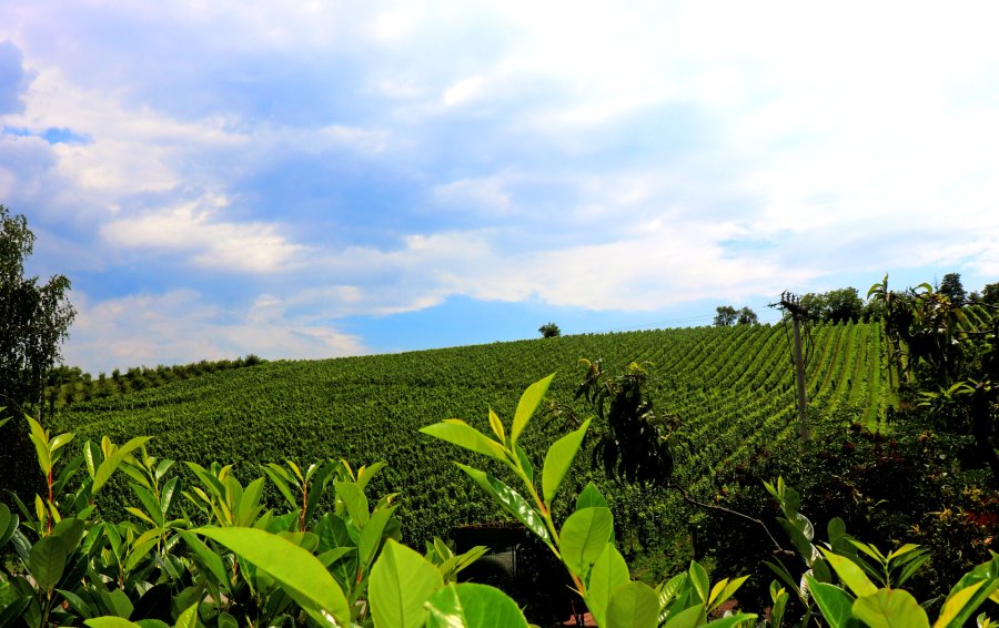 Stupnicko vinogorje, foto: Arhiva TZ Brodsko-posavske županije