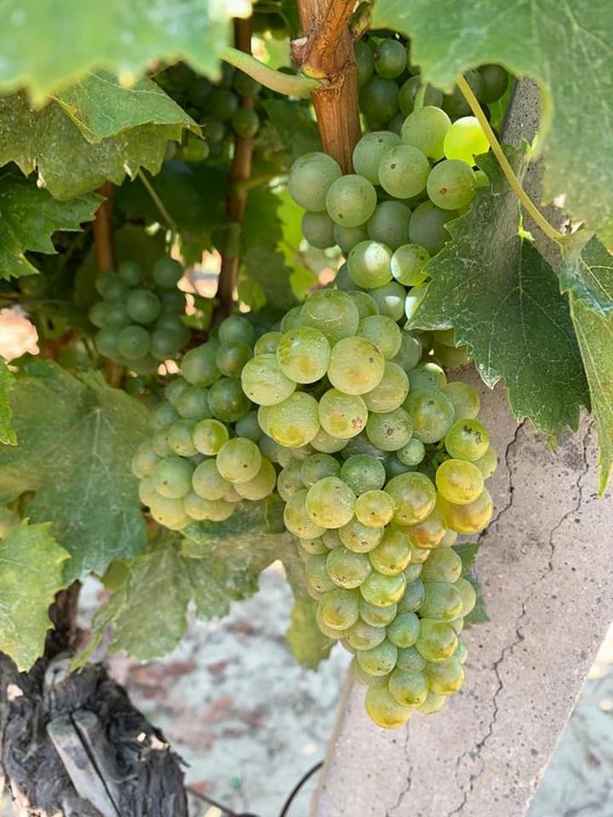 Vinske ceste moćne gomilice i vinarija Rogić