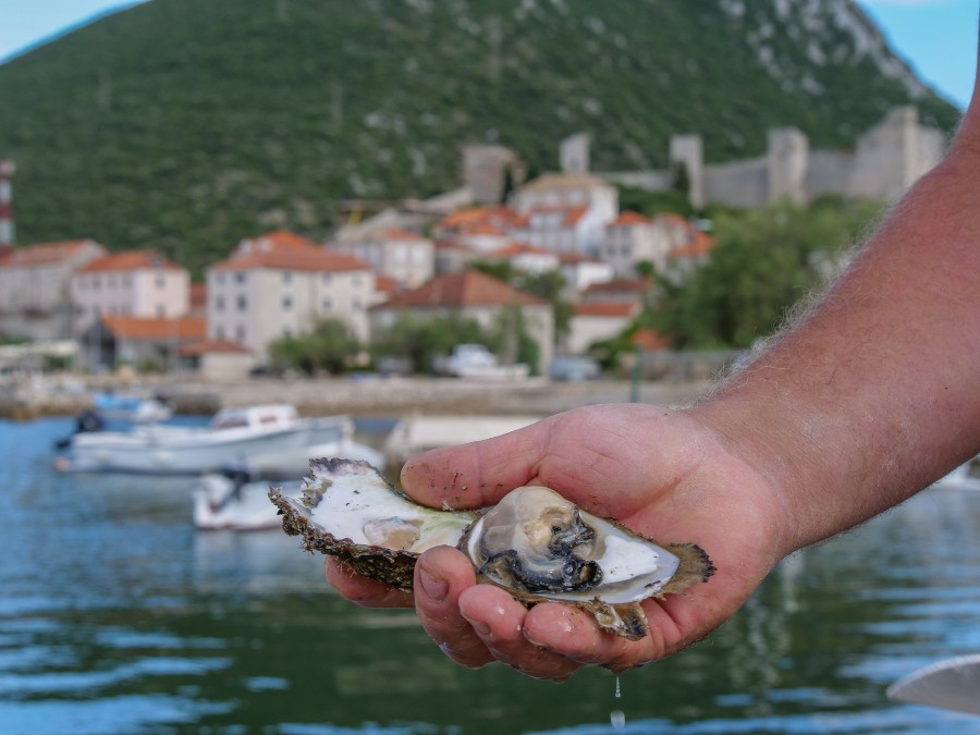 Mjesec dana vinskog hedonizma na Pelješcu