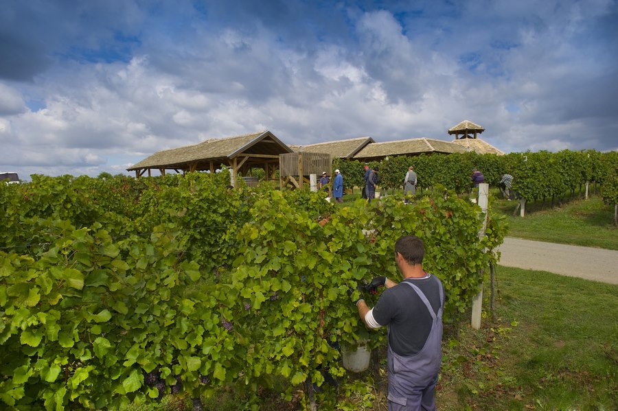 Ručna berba - počele berbe graševine i malvazije u vinogradima Fortenova grupe