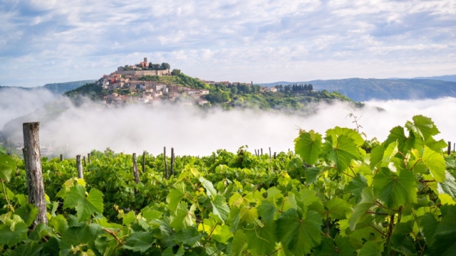 Dođite na Motovun Wine Experience - Wine Garden!