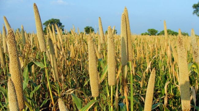 Žitarice otpornije na ekstremne vremenske uvjete kao alternativa za pšenicu