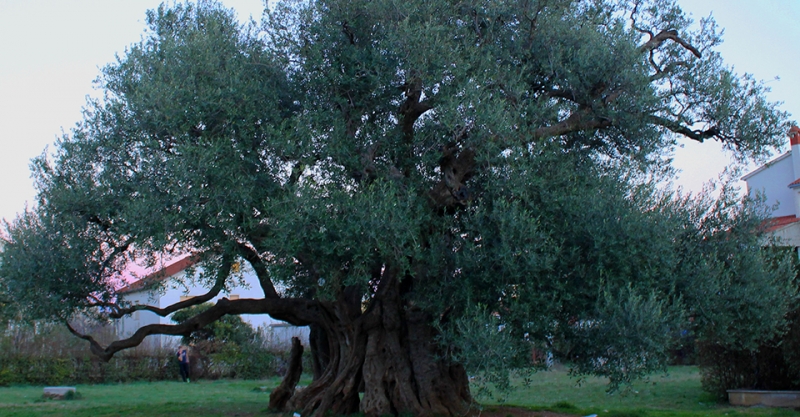 Noćnjak 2015