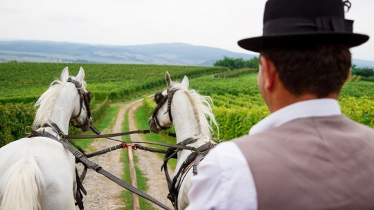 Cesta ruža i vina