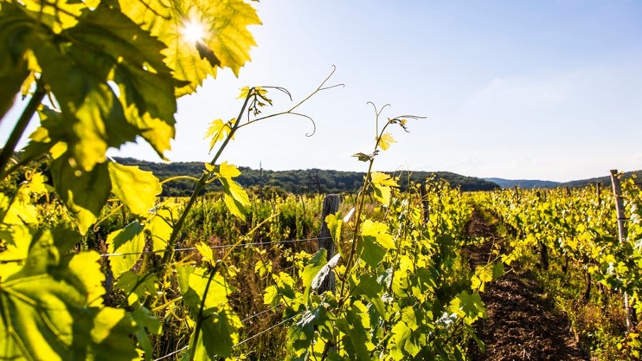 Uspješna virtualna prezentacija Kvarnera “Vina Kvarnera u Sloveniji”