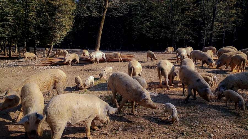 Turopoljske dobrote na stolovima restorana