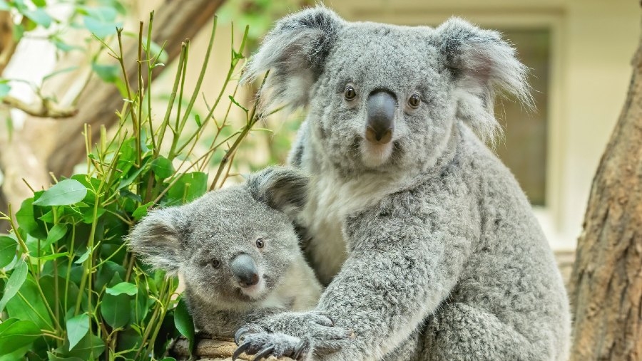 Millaa Millaa prvo je mladunče koale u bečkom zoološkom vrtu